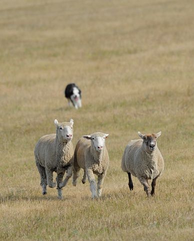 Sheep Dog Handling Hire